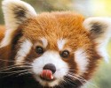 cutest-wild-animals-2947