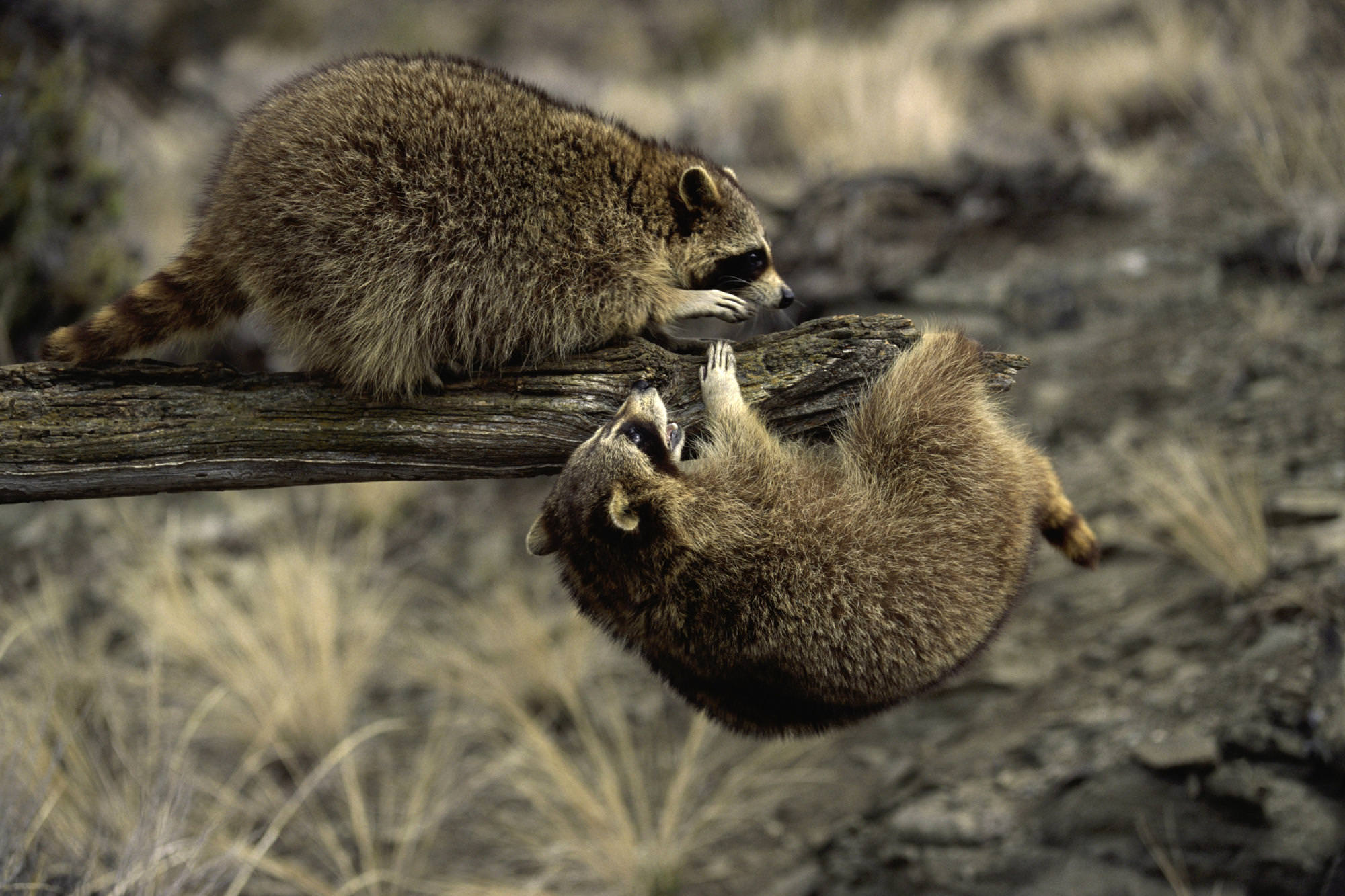 These are the cutest wild animals you will ever see