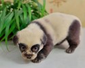 panda-puppies-3117