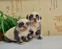 panda-puppies-3118