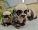 panda-puppies-3120