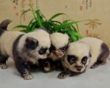 panda-puppies-3122