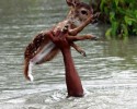 young-boy-saves-fawn-from-drowning-2973
