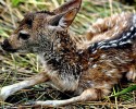 young-boy-saves-fawn-from-drowning-2977