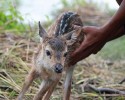 young-boy-saves-fawn-from-drowning-2978