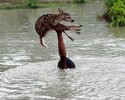 young-boy-saves-fawn-from-drowning-2979