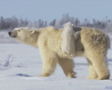 baby-polar-bear-born-at-zoo-awesomelycute-com-3268