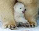 baby-polar-bear-born-at-zoo-awesomelycute-com-3270
