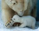 baby-polar-bear-born-at-zoo-awesomelycute-com-3272