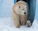 baby-polar-bear-born-at-zoo-awesomelycute-com-3273