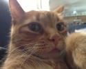 cats-taking-selfies-awesomelycute-com-3399