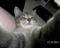 cats-taking-selfies-awesomelycute-com-3400