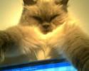 cats-taking-selfies-awesomelycute-com-3401
