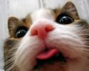 cats-taking-selfies-awesomelycute-com-3402