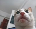 cats-taking-selfies-awesomelycute-com-3404