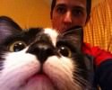 cats-taking-selfies-awesomelycute-com-3412