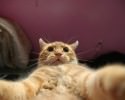 cats-taking-selfies-awesomelycute-com-3414