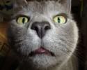 cats-taking-selfies-awesomelycute-com-3415