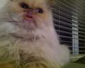 cats-taking-selfies-awesomelycute-com-3416