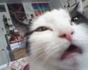 cats-taking-selfies-awesomelycute-com-3417