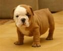 cute-puppies-awesomelycute-com-3238