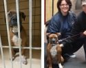 portraits-of-rescued-animals-before-and-after-3214