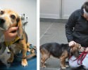 portraits-of-rescued-animals-before-and-after-3221
