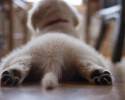 puppies-with-a-cute-tail-awesomelycute-com-3297