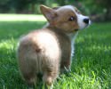 puppies-with-a-cute-tail-awesomelycute-com-3299