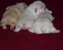 puppies-with-a-cute-tail-awesomelycute-com-3305