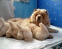 puppies-with-a-cute-tail-awesomelycute-com-3314