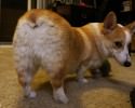 puppies-with-a-cute-tail-awesomelycute-com-3315