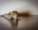 baby-squirrel-rescued-awesomelycute-com-3533