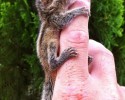 baby-squirrel-rescued-awesomelycute-com-3538