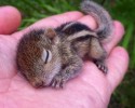 baby-squirrel-rescued-awesomelycute-com-3539