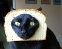 bread-collars-cats-awesomelycute-com-3481