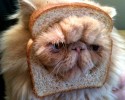 bread-collars-cats-awesomelycute-com-3482
