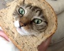 bread-collars-cats-awesomelycute-com-3484