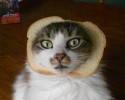 bread-collars-cats-awesomelycute-com-3485