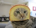 bread-collars-cats-awesomelycute-com-3486