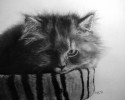 cat-pencil-drawings-awesomelycute-com-3590