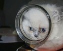cats-in-a-bottle-awesomelycute-com-3550