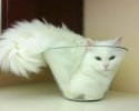 cats-in-a-bottle-awesomelycute-com-3553