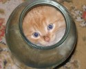 cats-in-a-bottle-awesomelycute-com-3556