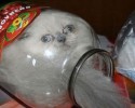cats-in-a-bottle-awesomelycute-com-3562