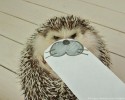 hedgehog-with-various-personalities-awesomelycute-com-3494