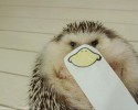 hedgehog-with-various-personalities-awesomelycute-com-3495