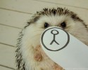 hedgehog-with-various-personalities-awesomelycute-com-3496