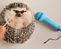 hedgehog-with-various-personalities-awesomelycute-com-3497