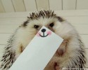 hedgehog-with-various-personalities-awesomelycute-com-3498